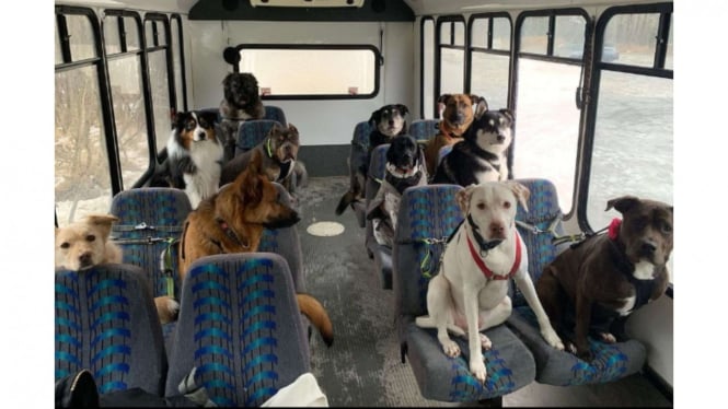 Bus Anjing di Alaska