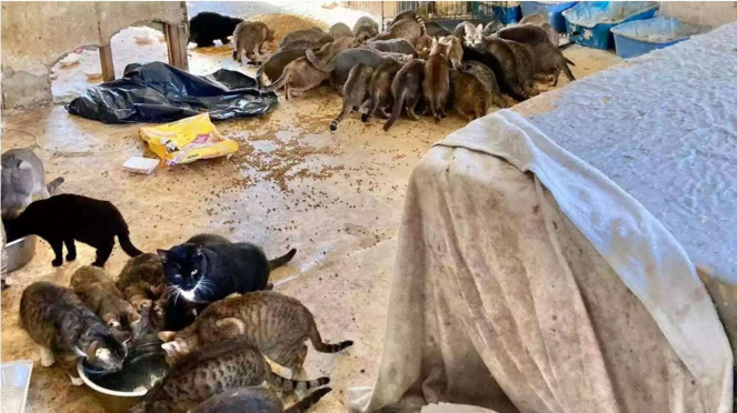 150 Kucing ditemukan