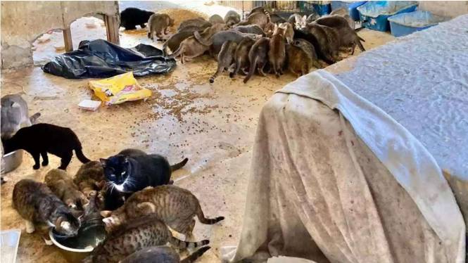 150 Kucing ditemukan