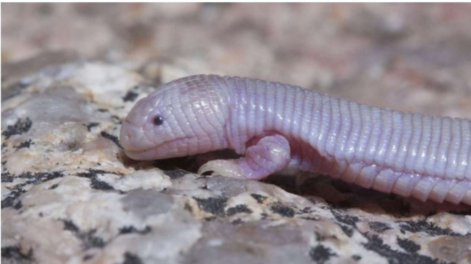 Mexican mole lizard