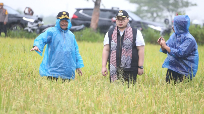 Mentan dan Bupati Kediri menerobos hujan lakukan panen padi