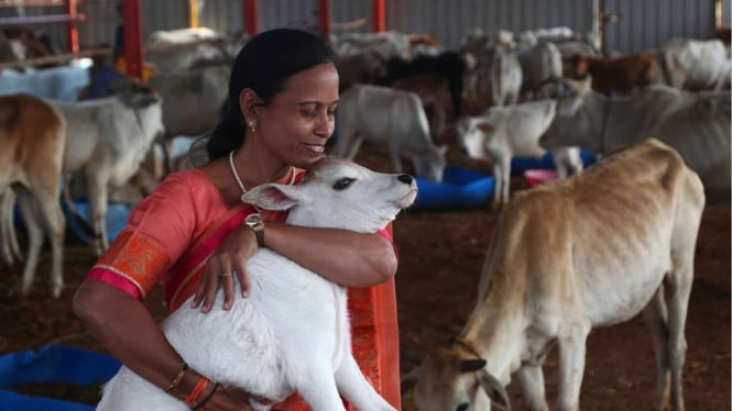 India serukan hari memeluk sapi untuk gantikan Hari Valentine