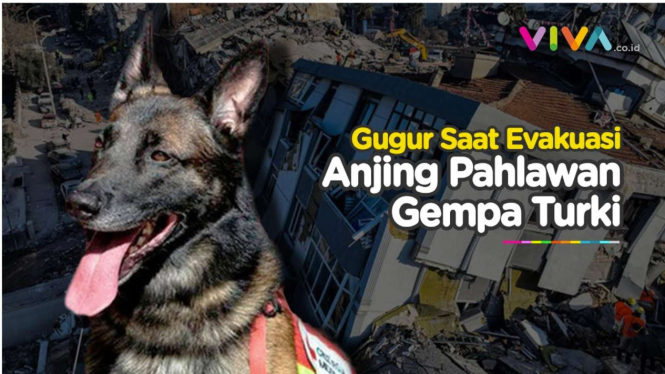 Proteo, Anjing yang Pelacak Tewas di Turki