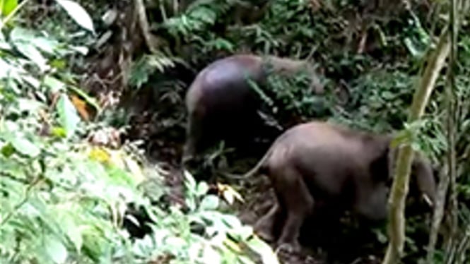 Gajah Kembali Masuk Hutan Sumatera Barat