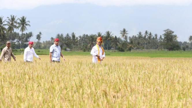 Mentan SYL menargetkan penambahan luas area taman padi di Sulawesi Tengah