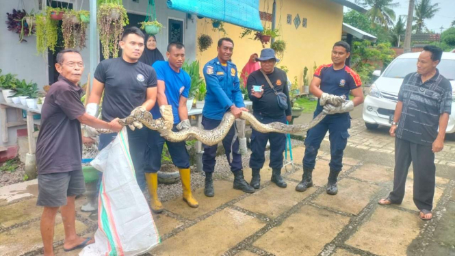 Petugas Damkartan Sumbawa evakuasi ular piton sepanjang 5 meter