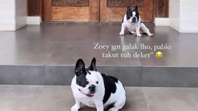 Dua ekor French Bulldog Peliharaan Keluarga Mario Dandy, Pablo dan Zoey.