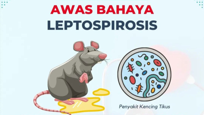 Awas bahaya wabah Leptospirosis