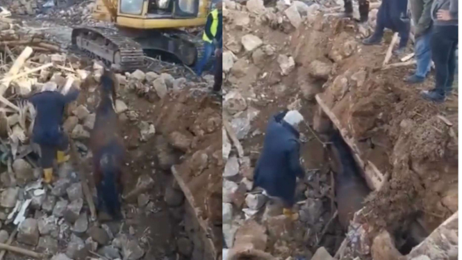 Kuda yang ditemukan di bawah reruntuhan gempa Turki
