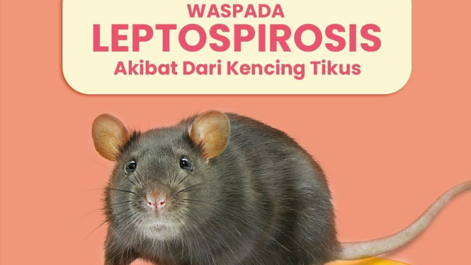 Awas bahaya wabah Leptospirosis