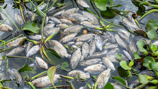 Ribuan Ikan Nila Mati di Danau Maninjau, Agam, Sumatera Barat