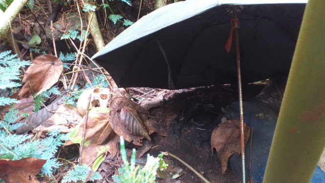 Tengkorang wanita berpayung ditemukan di hutan Gunung Salak.