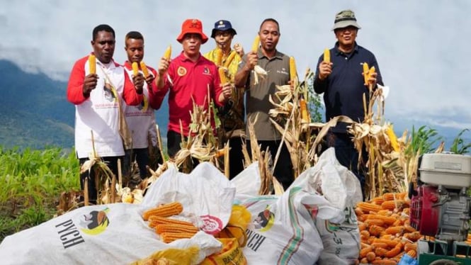 Hasil panen jagung masyarakat binaan Papua Youth Creative Hub (PYCH)