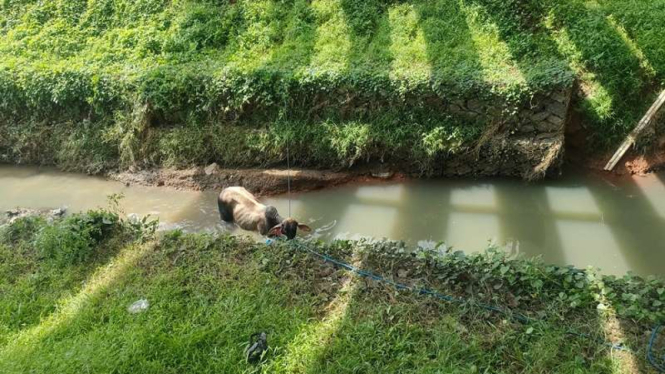 Seekor sapi kabur dan masuk parit usai truk yang membawanya menabrak gerbang tol