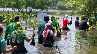 Ini Pentingnya Menanam Bakau Bagi Lingkungan Hidup