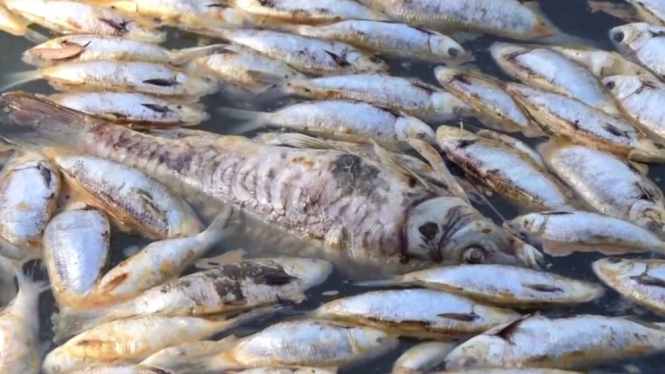 Million of dead fish washed up in a river near a small Australian town