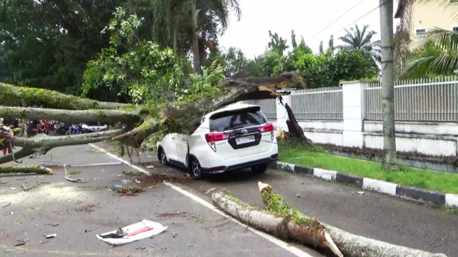 Mobil tertimpa pohon di Medan