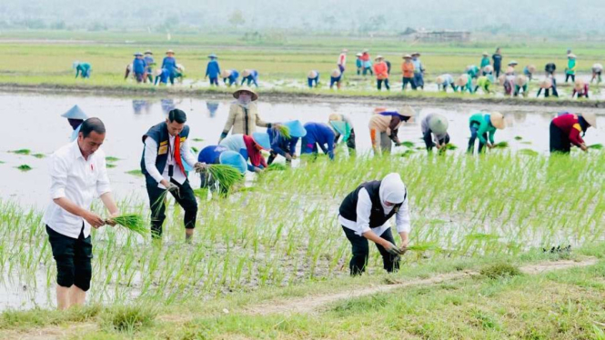 Presiden Jokowi Menanam Padi di Kabupaten Tuban. Tampak Gubernur dan Bupati