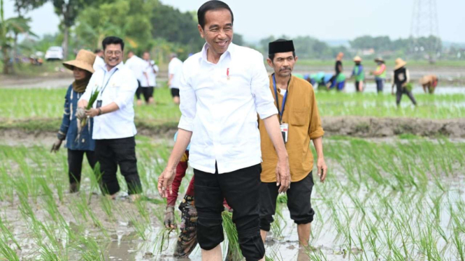 Presiden Jokowi Dalam Penanaman Padi di Kabupaten Tuban, Jawa Timur