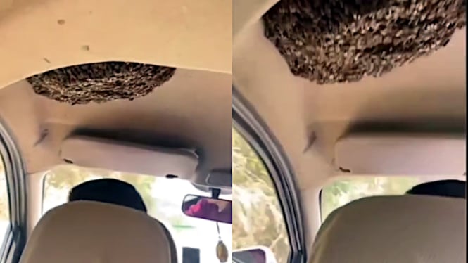 VIVA Otomotif: Viral sarang lebah di dalam mobil yang sedang melaju