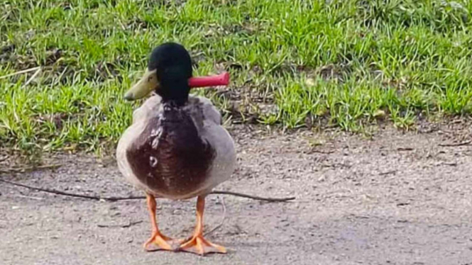 Bebek Masih Hidup Meski Pisau Menancap di Lehernya.