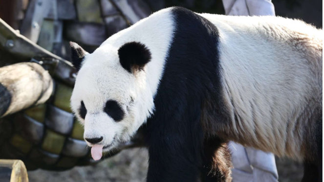 Pandas no Zoológico de Memphis