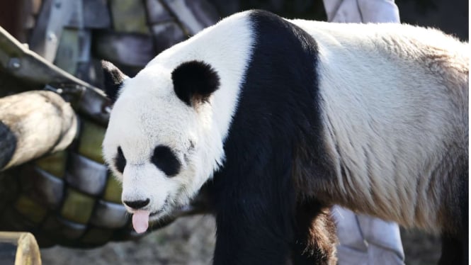 Panda di kebun binatang Memphis