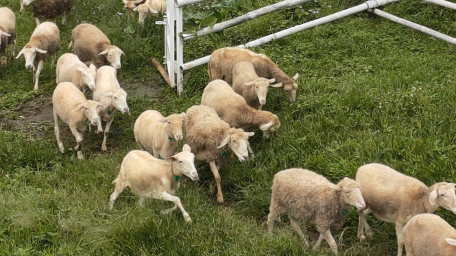 Domba Eropa yang digembalakan di padang rumput Little Ranch.