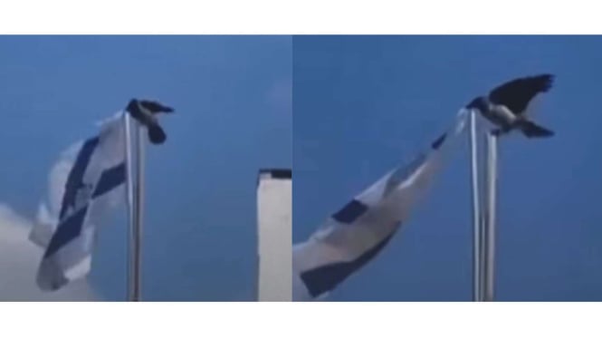 Video burung gagak lepaskan bendera Israel