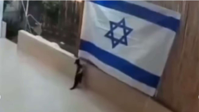 Seekor kucing mencopot bendera Israel.