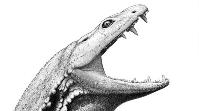 Crassigyrinus scoticus hidup 330 juta tahun yang lalu. 