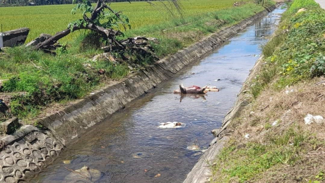 Puluhan bangkai ternak babi menumpuk di saluran irigasi, Desa Rinjani, Kecamatan Wotu, Kabupaten Luwu Timur, Sulawesi Selatan.