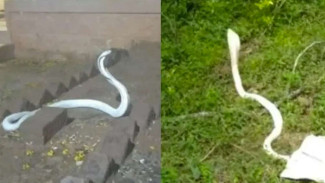Geger Ular Kobra Albino Muncul dan Masuk ke Rumah&nbsp;Warga