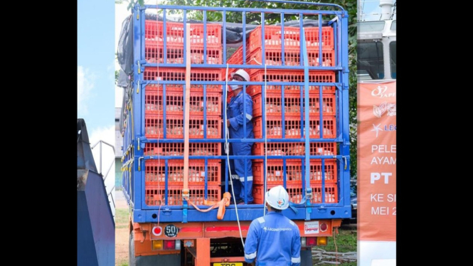 Puluhan ribu ayam diekspor ke Singapura