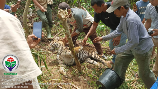 Harimau Ditemukan Mati Terjerat di Pasaman, Sumatera Barat