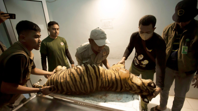 Nekropsi Harimau Sumatera yang mati akibat jerat babi di Pasaman