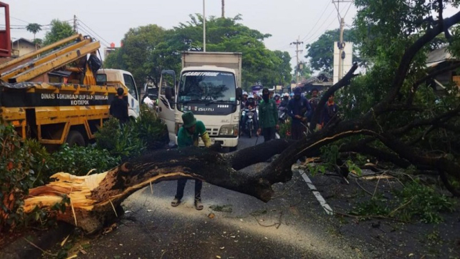 Pohon tumbah di Jalan Juanda Depok, Senin pagi