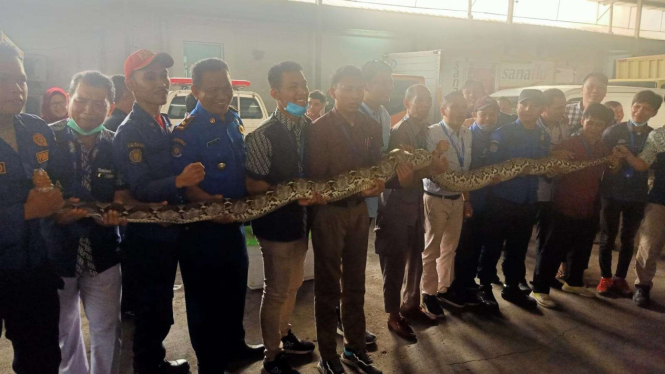 Petugas DPKP Kota Depok amankan ular di rumah warga