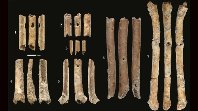 Seruling tulang usia 12.000 tahun. 