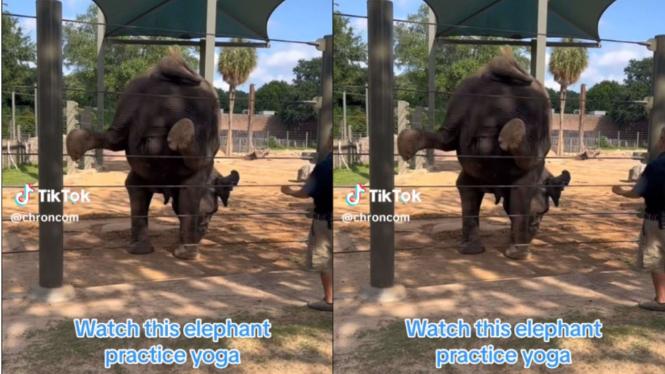 Gajah di Kebun Binatang Houston, AS diikutkan kelas yoga.