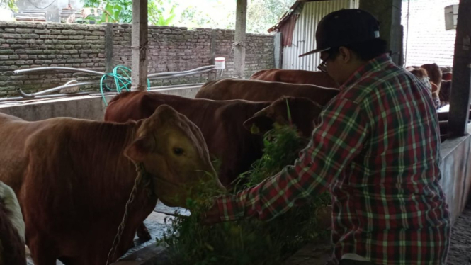 Salah seorang peternak sapi di Sanan, Kota Malang.
