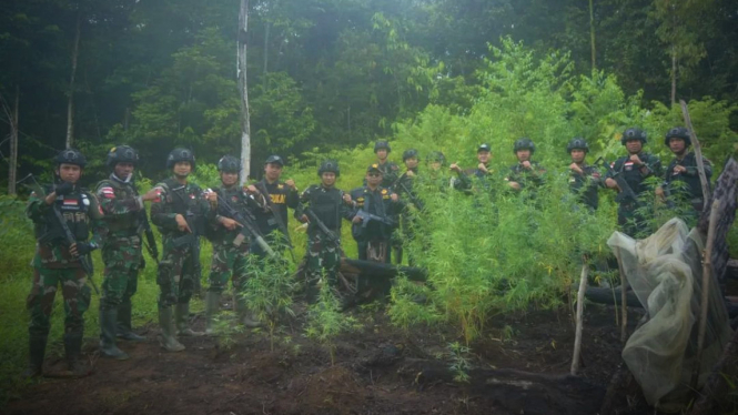 VIVA Militer: Pasukan Lebah Yonif 725/Woroagi di ladang ganja.