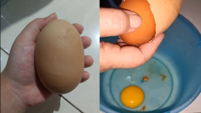 Viral video telur di dalam telur