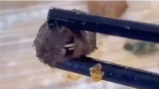 Merinding! Kepala Tikus Ditemukan Dalam Makanan Sekolah di China