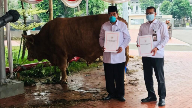 Jokowi gives sacrificial cows to 38 Indonesian provinces