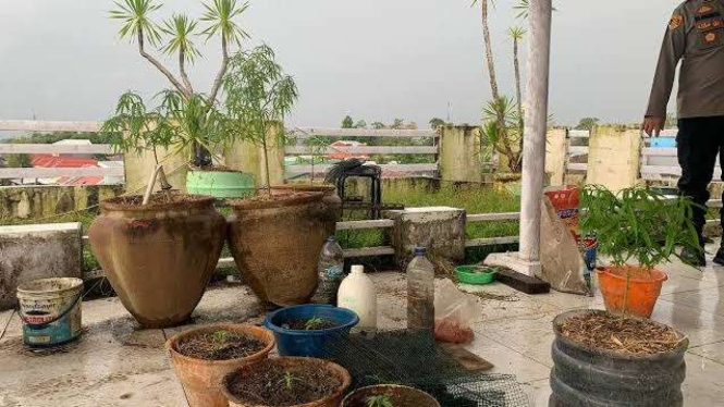 Polisi bongkar budidaya tanaman ganja di perumahan elit, Gowa, Sulsel
