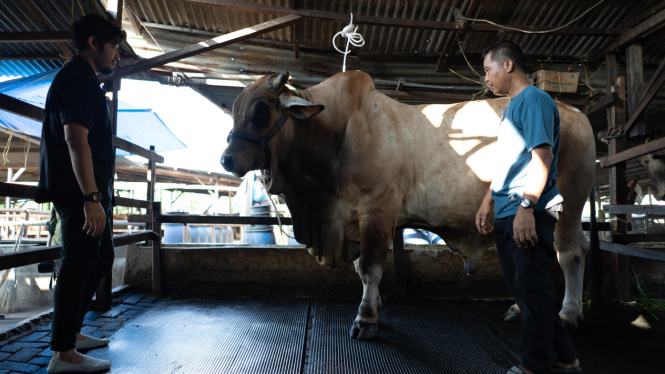 Bawor, Sapi kurban ukuran 1.3 ton terberat di Sumatera Utara
