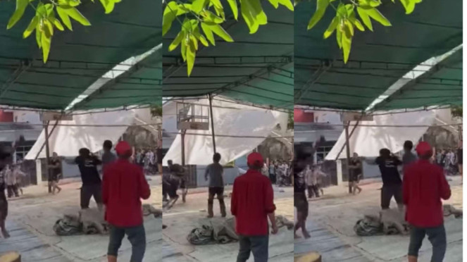 Sapi Mengamuk Hingga Rubuhkan Tenda