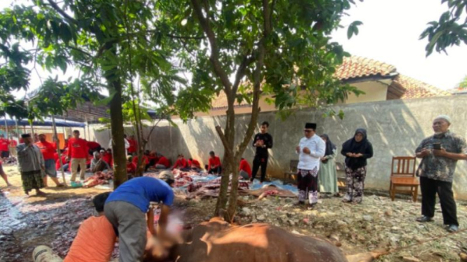 Ketua DPRD Kabupaten Tangerang Kholid Ismail distribusikan sapi kurban.