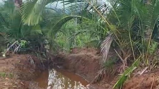 Tanaman Warga Desa di Kolaka Utara Tercemar Tambang Nikel